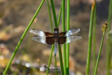 Widow Skimmer Dragonfly