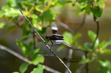 Widow Skimmer Dragonfly