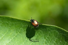 Japanese Beetle