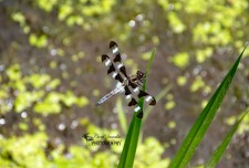 Twelve Spotted Skimmer Dragonfly