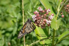 Monarch Butterfly