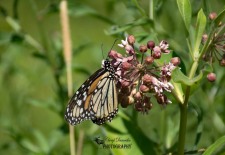 Monarch Butterfly