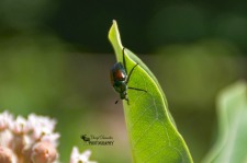 Japanese Beetle