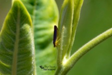 Red-banded Leafhopper