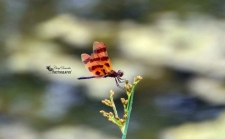 Halloween Pennant