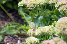 White Cabbage Butterfly