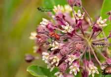 Milkweed Beetle