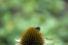 Japanese Beetle