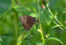 Common Wood-Nymph Butterfly