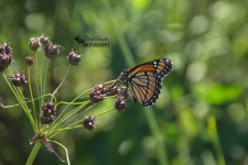 Viceroy Butterfly