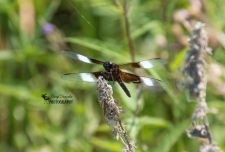 Widow Skimmer