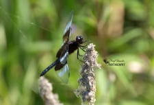 Widow Skimmer