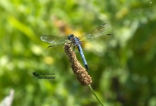 Blue Dasher