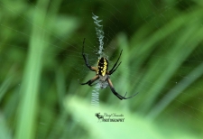 Black&Yellow Garden Spider