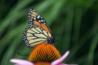 Monarch Butterfly