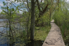 Westminster Ponds Conservation Area