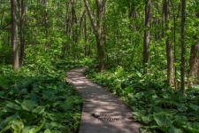 Westminster Ponds Conservation Area