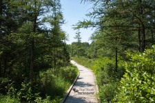 Sifton Bog