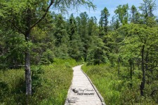 Sifton Bog