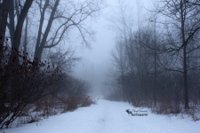 Misty Landscape