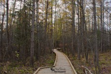 Sifton Bog