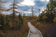 Sifton Bog