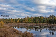 Sifton Bog