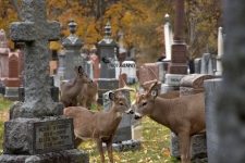 White Tailed Deer Bucks