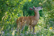 White Tailed Deer