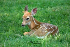 Fawn