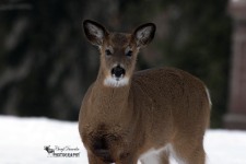 White Tailed Deer