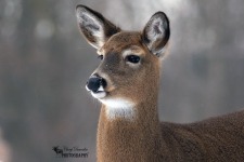 White Tailed Deer