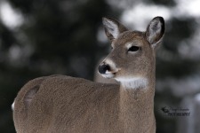 White Tailed Deer