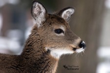 White Tailed Deer