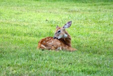 Fawn