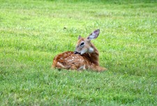 Fawn