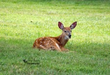 Fawn