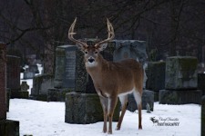 White Tailed Deer Buck