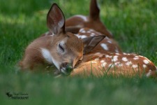 Fawn