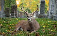 White Tailed Deer