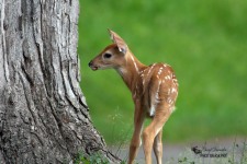 Fawn