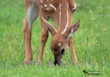 Fawn