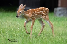 Fawn 