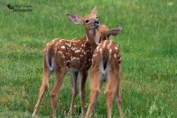 Twin Fawns