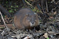 Muskrat