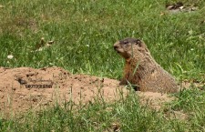 Groundhog