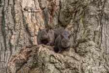 Baby Squirrels