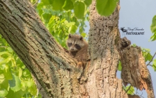 Baby Raccoon