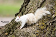 White Squirrel