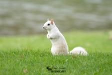 White Squirrel